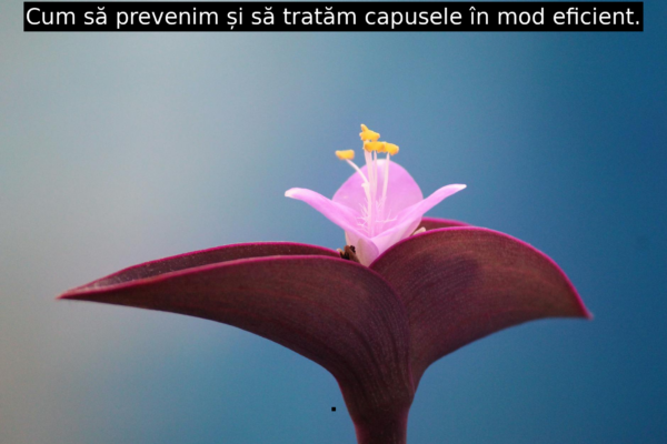 Cum să prevenim și să tratăm capusele în mod eficient.