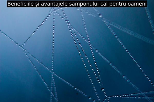 Beneficiile și avantajele samponului cal pentru oameni